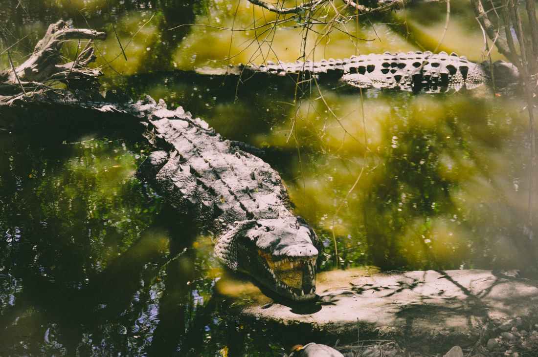 wildlife photography of two crocodiles