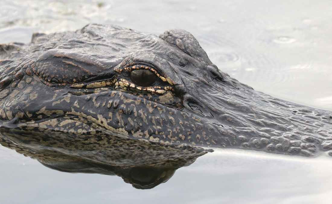 black and gray alligator on body of water