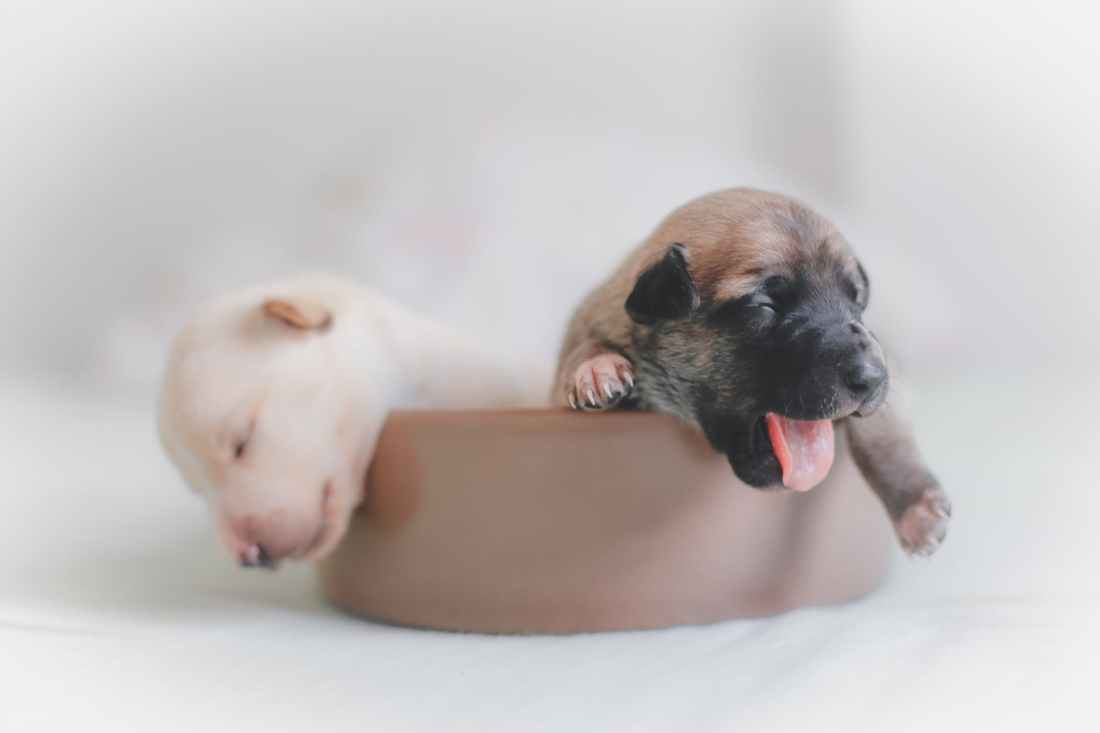 two puppies on brown bowl