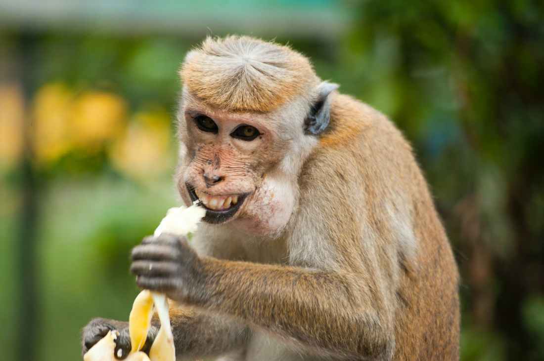 animal ape banana cute