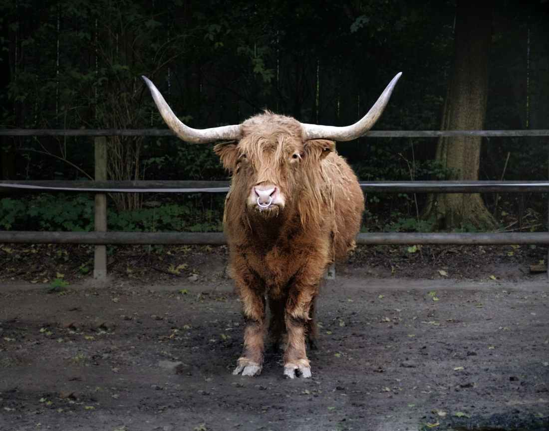 animal zoo bull bison